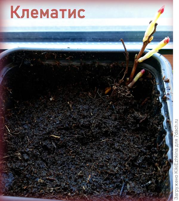 Внутри грунта оказались 10-сантиметровые корешки, подстриженные под конскую чёлку...