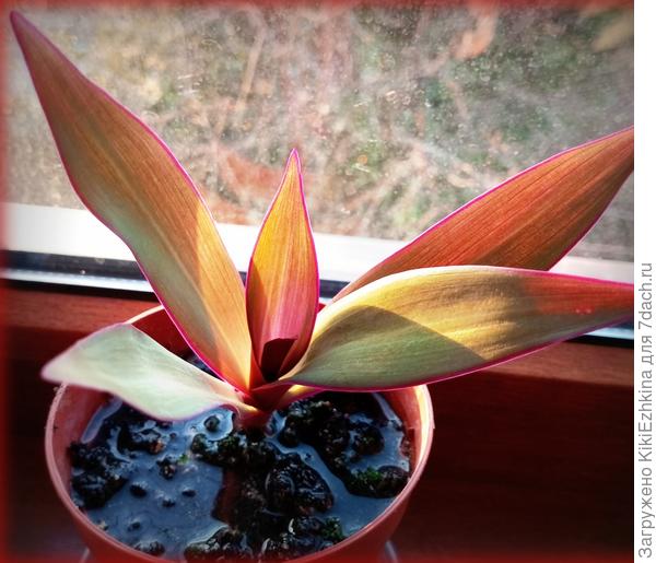 Сразу после пересадки  прикорневого отростка ...  27 февраля...