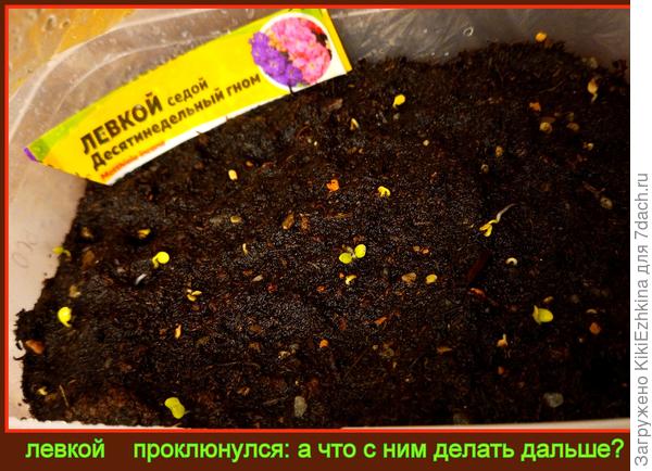 Как  теперь  быть с   парниковым  эффектом?