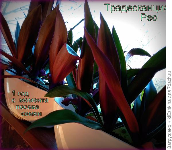 По три  корешка  в каждом  горшке...