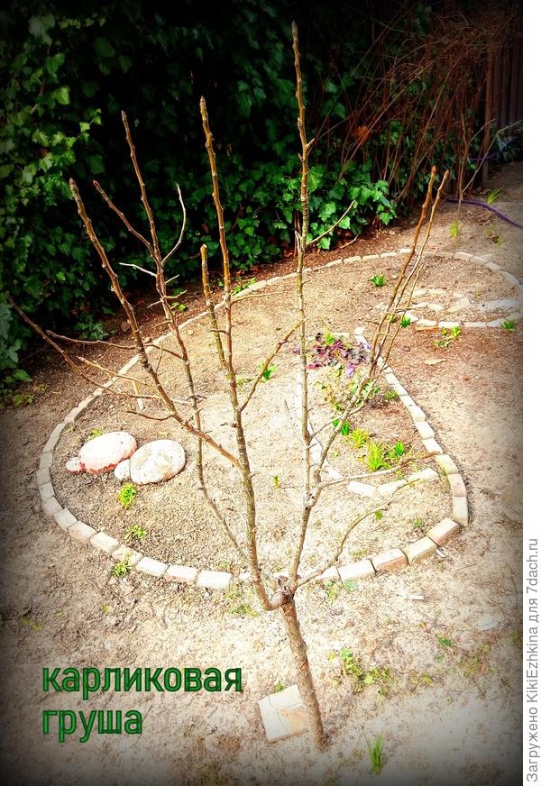 17  февраля  - наш сад... Молодая  Гпуша...