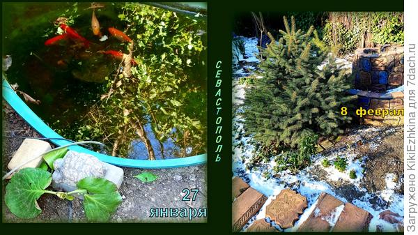 Вот, казалось бы- ЯНВАРЬ  месяц-  а вся  зелень была ещё  живой и бодрой...