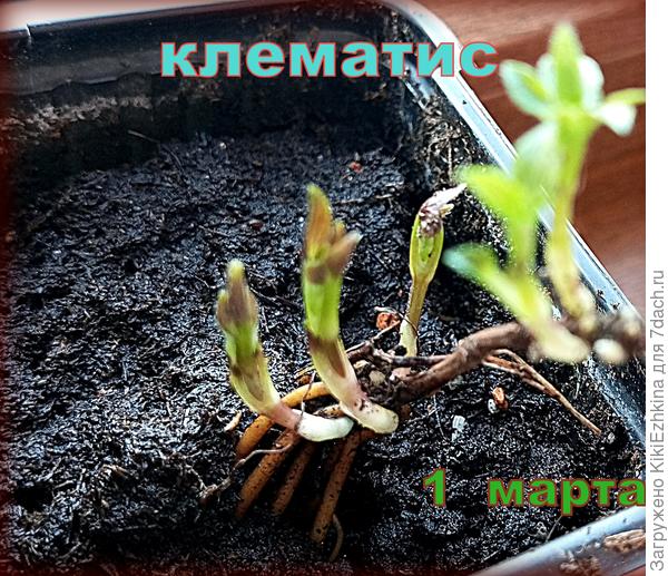 Клематисы в горшочках пустились в рост... Ничего не подливала  из удобрений  пока -  простой  полив...
