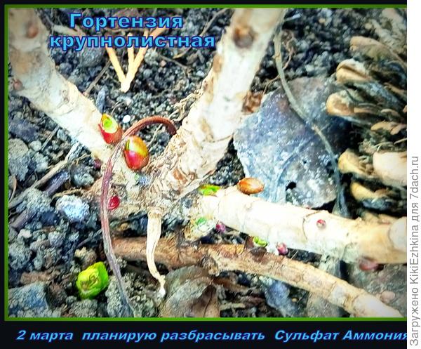 Солнышко стало  показываться  почаще- пора выходить в сад  на  весенние работы!