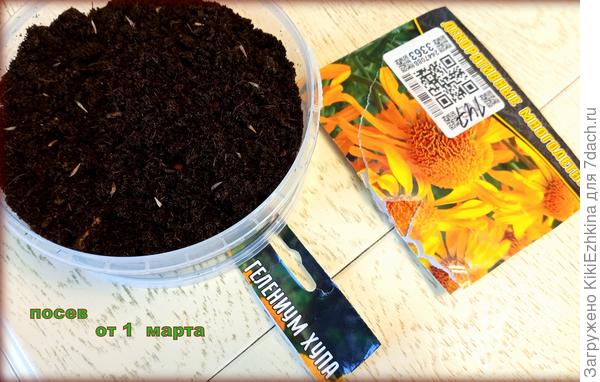 Опрыскала эти посевы  и  поместила в пакетик для создания  парникового эффекта.  Когда теперь  ожидать всходов?