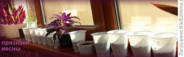 Март месяц а  моей  оранжерее  преобразил обстановку...