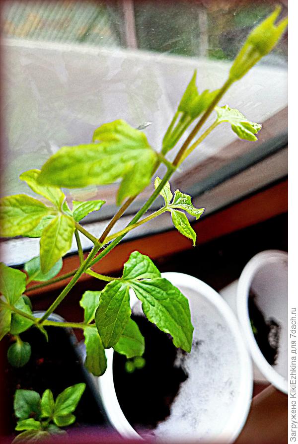 Смотрю и думаю- уж не бутончики ли закладываются на верхушках?