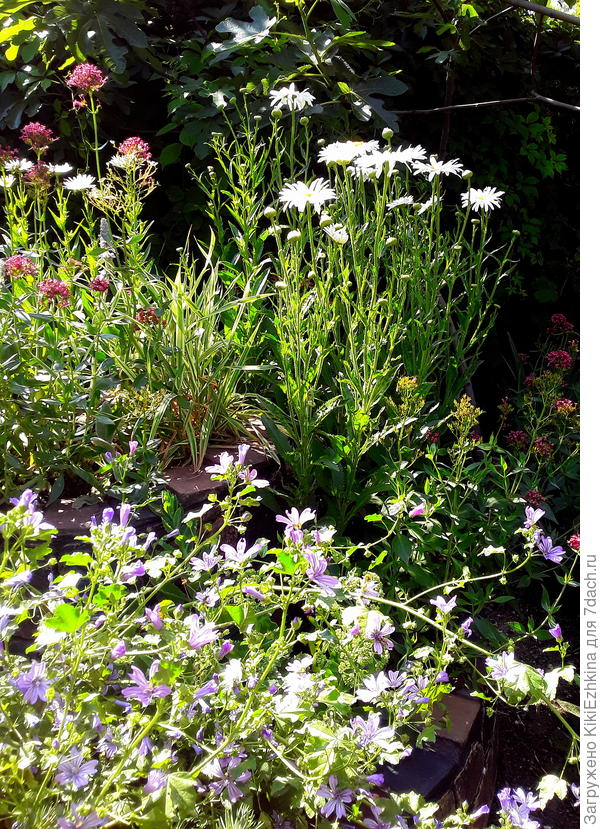 Вот она  грустная  действительность: теснота, высокие растения  и жуткая  тенистость от инжиров!