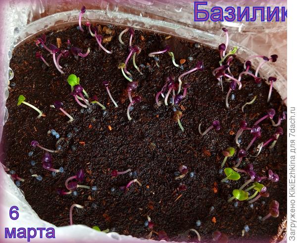 Мои  взошли-  что дальше с ними делать?