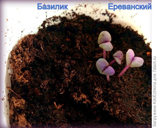 Обожаю фиолетовый Базилик!