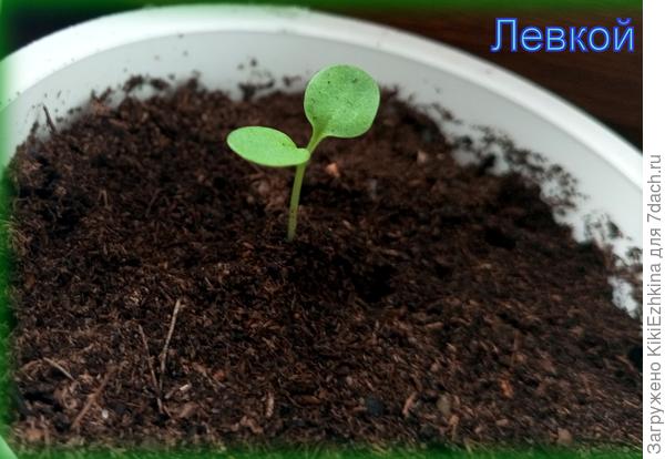 Первопроходцы  рассадные на моих подоконниках