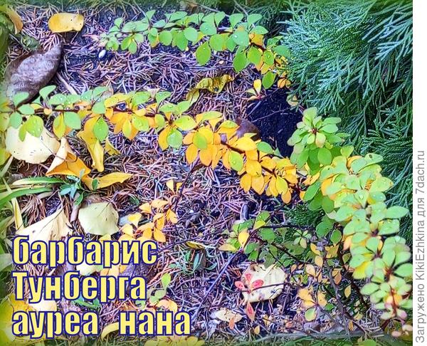 Из  посева   присланных  подаренных  мне  семян Ауреа-Нана   взошла небольшая  их часть, но  пережить режимы в нашем  знойном  климате удалось только вот этому кустику, который  я  не осмелилась пересаживать...  В этой  ситуации Кустик Барбариса -  абсолютно эксклюзивный!