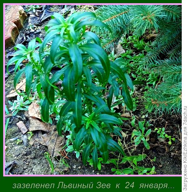 Зелень наросла- но зимой  не зацветёшь!