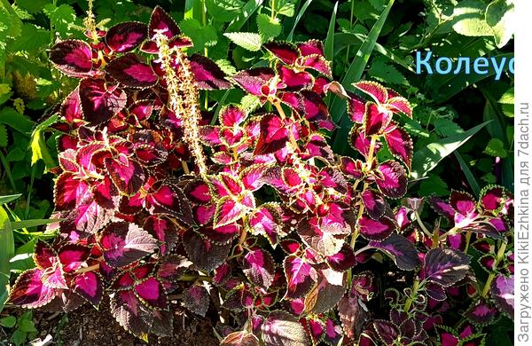 А этот сорт Колеуса у меня сначала  обживал сад внутри двора,а  в последнем сезоне  уже  выбрался за ограду и тут уже соседи пошли  гуськом  выпрашивая  саженцы этого прекрасного растения... Я в свою очередь раздаю  корешки - чтобы  красота распространялась по нашему городу...