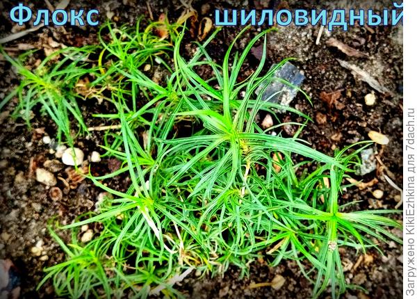 Вот такой  подарочный  Флокс  шиловидный  приехал ко мне в посылке в  виде  тонюсеньких  веточек - невозможно было угадать в них будуших красавцев на моей  клумбе... Однако  во мне  поселилась надежда  и  я жду  результатов первого цветения в моём саду...