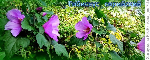 Вот такое счастье  завелось в  моём саду  в  виде 16  саженцев  Гибискуса  сирийского! Постепенно они адаптировались в моём саду, подрастали  и  к этому году  уже  боьшинство выдали  первое  начальное цветение...