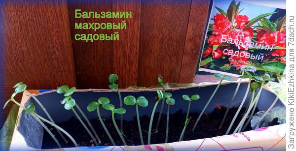 На подходе ещё один сорт садового Бальзамина - тоеже намекает на срочность пересадки...