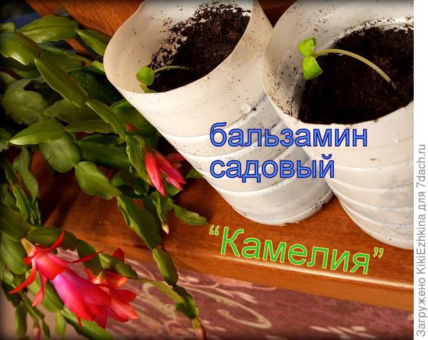Первые бальзамины Камелия пересажены в бутылочную тару...