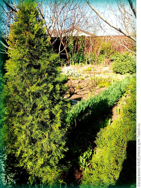 Сегодня  солнышко выскочило - очень весело стало в саду...