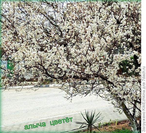 Вчера  сфотографировала  свою уличную дикую алычу...