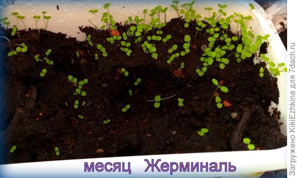 Полив сначала был опрыскиванием, теперь иногда подливаю просто в грунт сбоку...