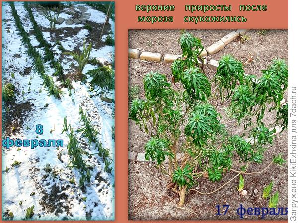 Три  слегка  припорошённых снегом  денька - и всё!