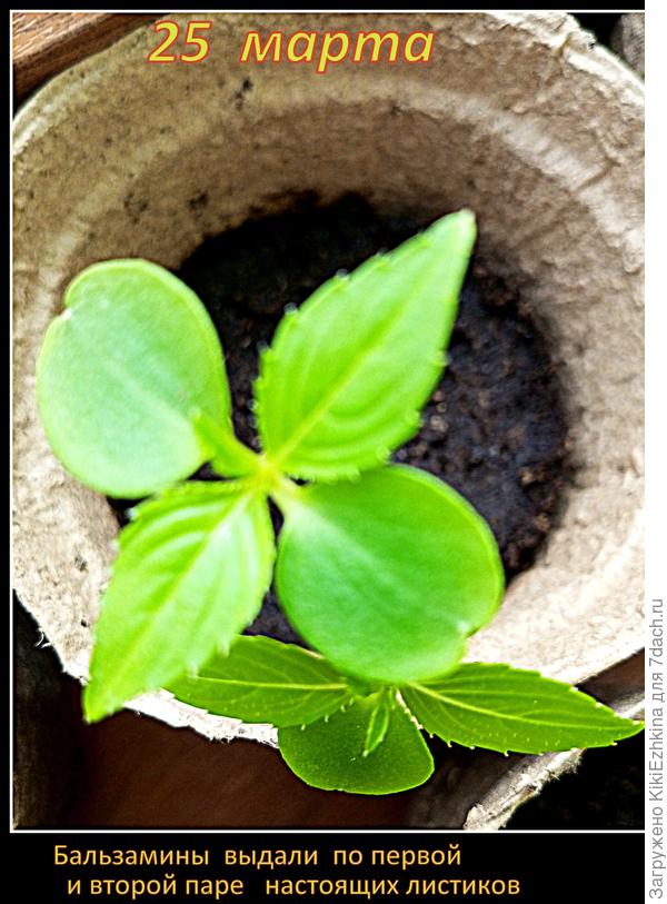 Говорят,  что у этого бальзамина  корень длинный  и стержневой , именно поэтому я приняла решение высаживатьв  торфяные стаканчики- чтобы в грунт переносить без  травмы корневой  системы в мае месяце...