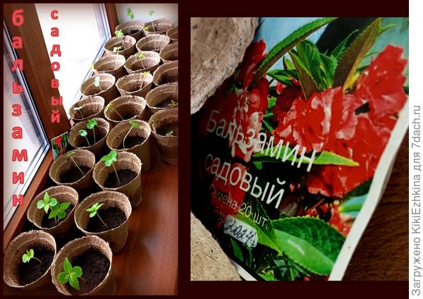 Сегодня  наконец-то приехали  торфяные горшочки(очень похожи на картонные)  и  вот наконец-то я смогла рассадить  свои Бальзамины садовые  по отдельным горшкам. Это был  один из  зарезервированных подоконников и вот- сегодня  я его уже и заполнила!
