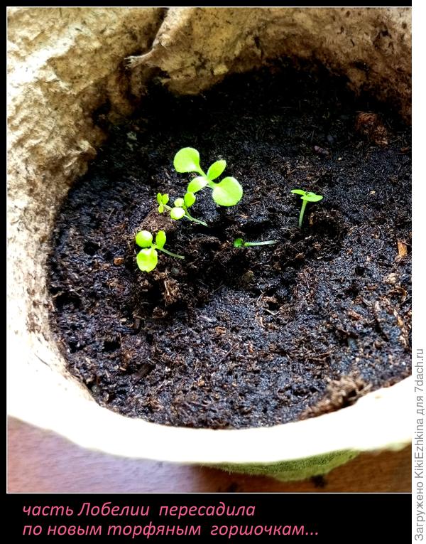Начала  постепенную перевалку Лобелии букетиками по горшочкам... Посмотрим как это скажется на её  самочуствии?