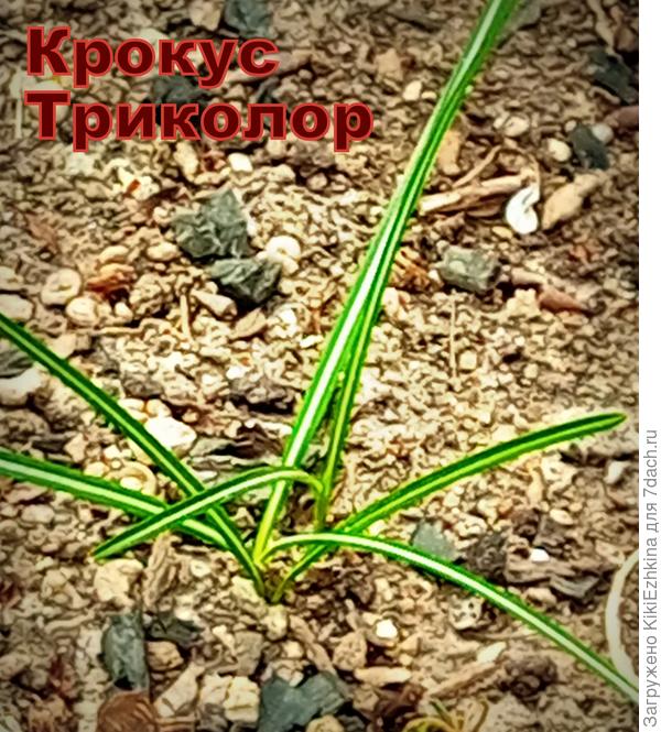 О  цветении пока  только мечтаем...