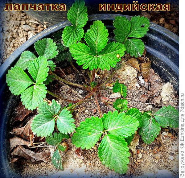 Хотелось бы  для начала   вырастить  Дюшенею как  ампельное растение в этом горшке (для начала)...