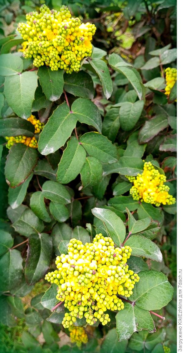 Вчера сделала  фотов городе - снова  обзавидовалась и пошла домой :)