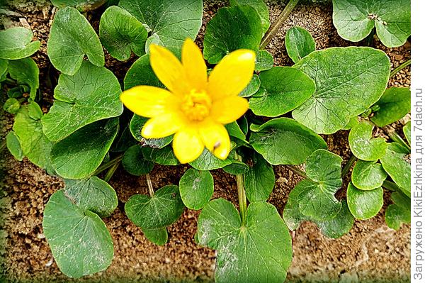 Подарок  моему  глиняному  пустырю от "доброй"  соседки!