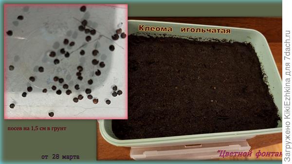 Девочки, я  спешу  в  вашу  компанию любителей  Клеомы!