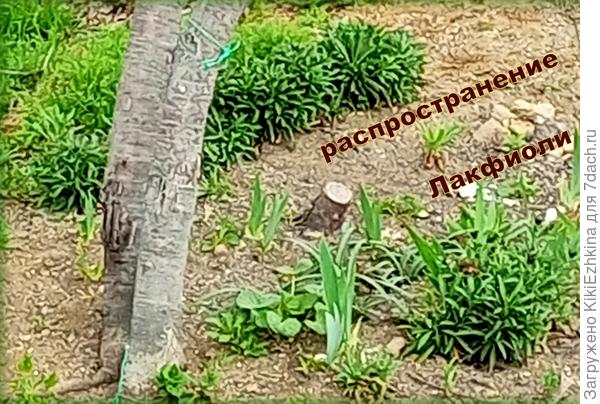 Фото  сделано с большого расстояния - отсутствует чёткость изображения...  Конец марта 2025 год...