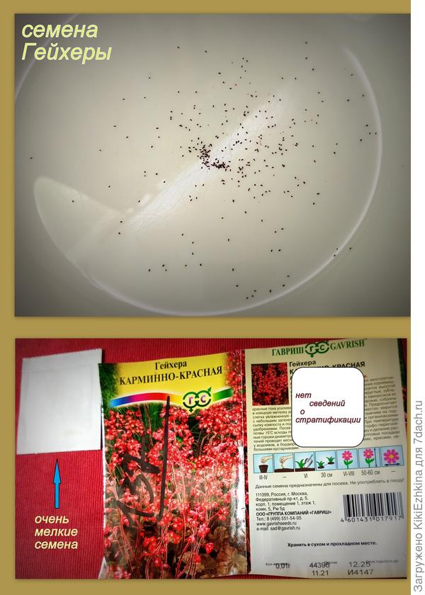 Только  что произвела посев этих семян на поверхности смоченного грунта...