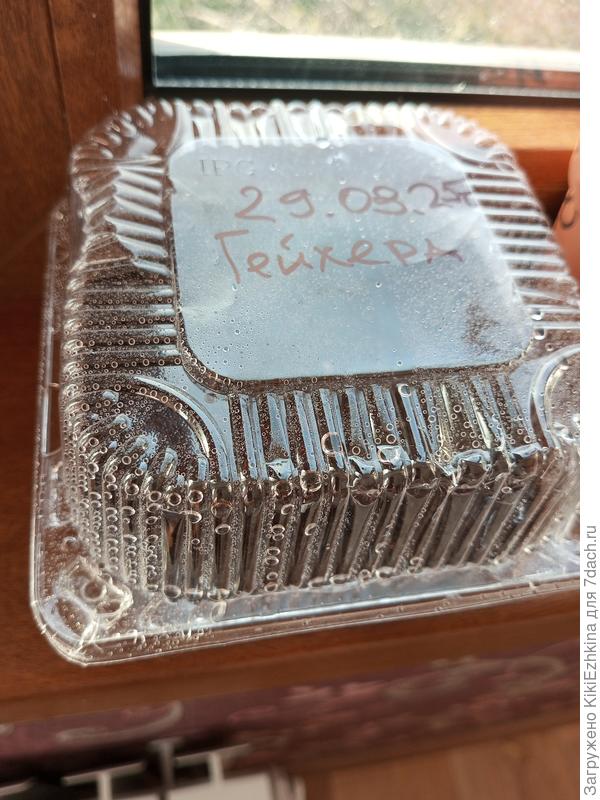 К счастью нашёлся вот такой контейнер... Опрыскала грунт перед посевом.  Семена очень мелкие- присыпать сверху их ничем не  решилась...