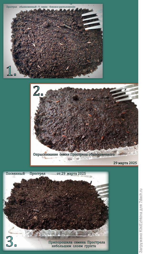 На  сухой грунт разложила сначала семена в  горизонтальном положении, далее опрыскала грунт, сверху  присыпала сухим грунтом для рассады и снова опрыскала, прикрыла крышкой- и на подоконник...
