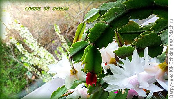 Между  подоконником  и  садом: перекличка  цветения...