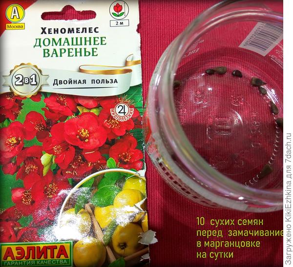 Предлагается  стратификация во влажном  песке в течение 2 месяцев! Нельзя ли как-то ускорить этот процесс, например - стратифицировать за 2 дня?