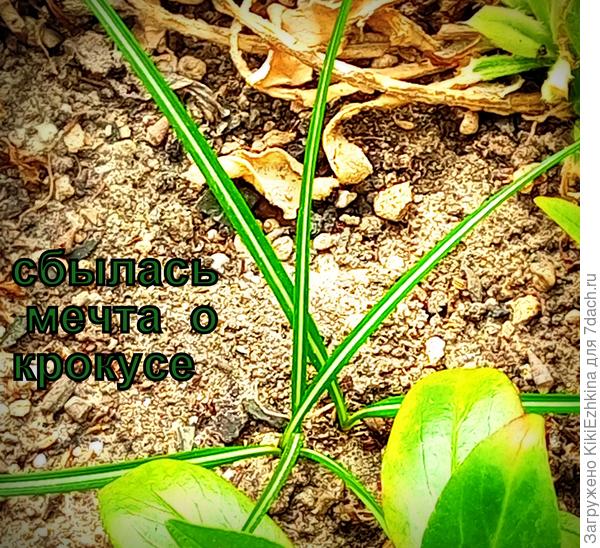 Мои  прошлого сезона высаженные  луковицы  приехали под названием "Триколор" - если зацветут - посмотрим, что  же  привезли на самом делеююю