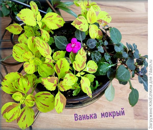 Очень молодой росточек начал цвести (правда не пышно!)