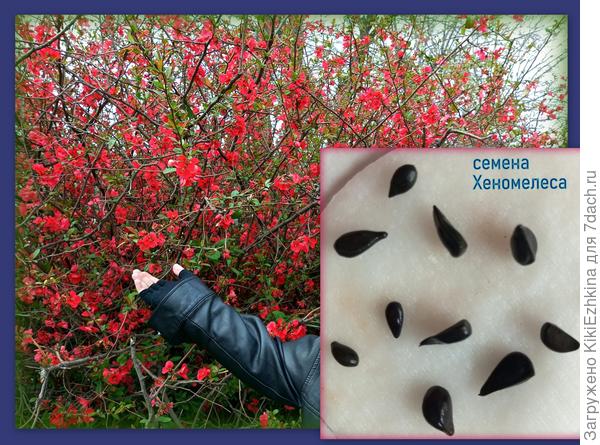 На  улицах Севастополя  Хеномелес  уже  цветёт вовсю :  вчера  сфотографировала большой куст в городе на улице... А семена заложила в пакетик к морозящей  стенке на 2 месяца. Видимо придётся высевать 1 июня!