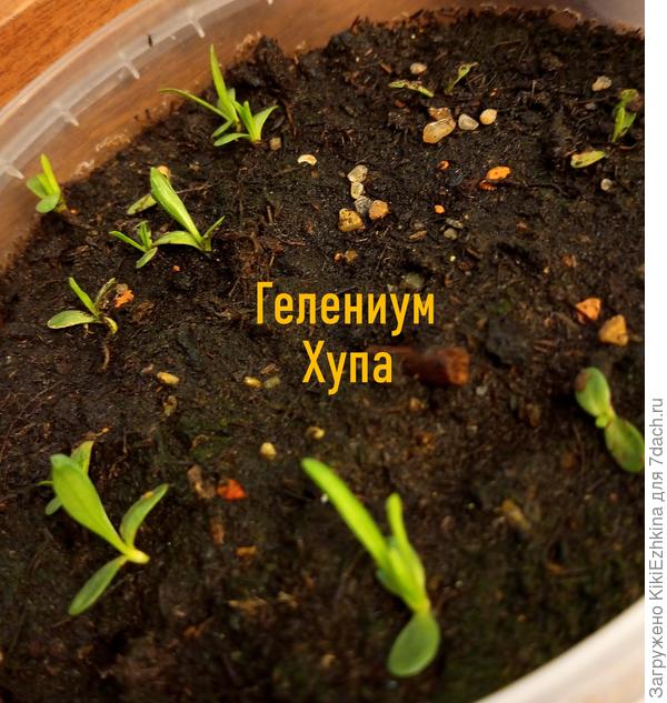 Теперь с  ещё  большим  интересом буду ожидать  цветения  моих росточков!