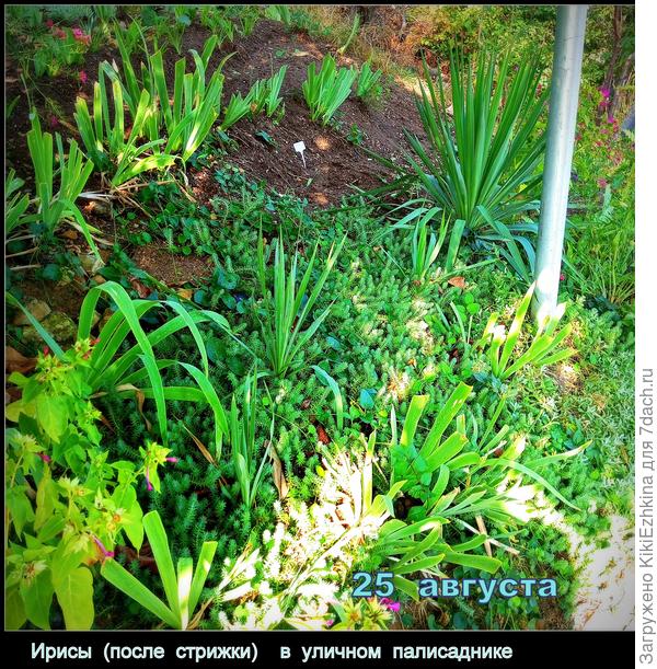 На этом  уклоне  трудно работать , но я  всё-таки добралась и  укоротила  ботву  Ирисов...