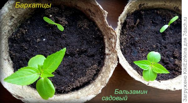 К  Бальзаминам Садовым  подсадила  сбоку по ростку Бархатцев... Так  вместе будут расти, прямо в горшке и высажу...