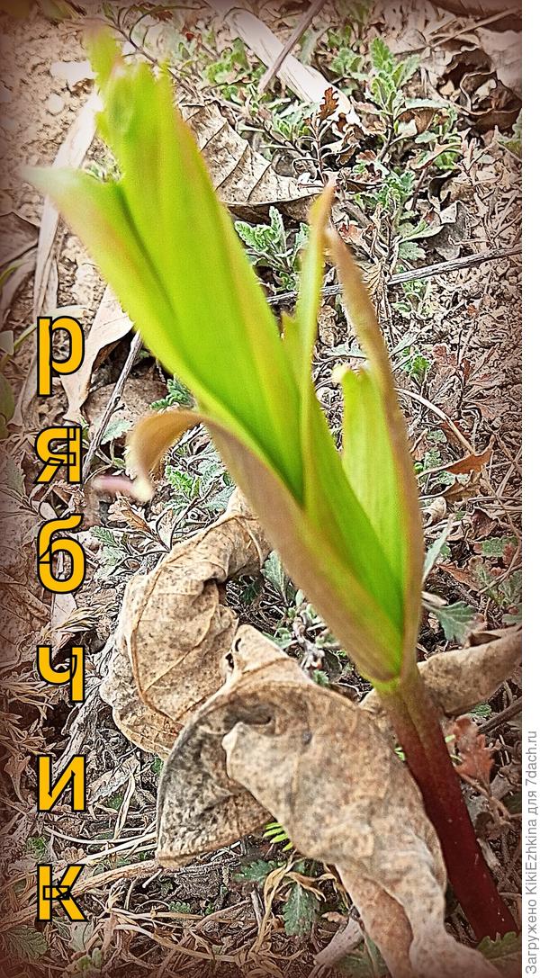 Цветения этого  Рябчика  я  снова не увижу!  Очень жаль! Не  везёт рябчикам!