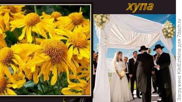 Вот эта  оборка,свисающая сбоку с  верхней части балдахина  мне  как раз  и   напоминает  свисающие  книзу  лепестки (тот, как они обвисают от серединки)...