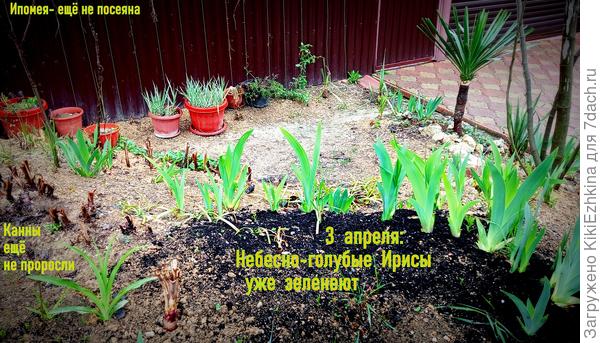 Когда  соседка предлагала  Ирисы, которых у меня полный  огород,я про себяя  подумала:"У меня у самой  Ирисов  хватает!" Однако отказываться не стала,т.к. свободное место за оградой  ещё имелось для высадки Ирисов...  А вот когда они зацвели- тут-то я  и  поняла,что это был самый  настоящий  ПОДАРОК  от всей души!-Какой красоты цвет  оказался- ни в сказке сказать,ни пером описать!