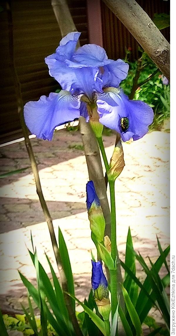 А вот  этот  тот самый   небесно-голубой... К сожалению фото пе  передаёт полностью  всей  прелести цвета и   роскошного  вида  крупных  лепестков!  Так же  подарок  от другой  соседки...